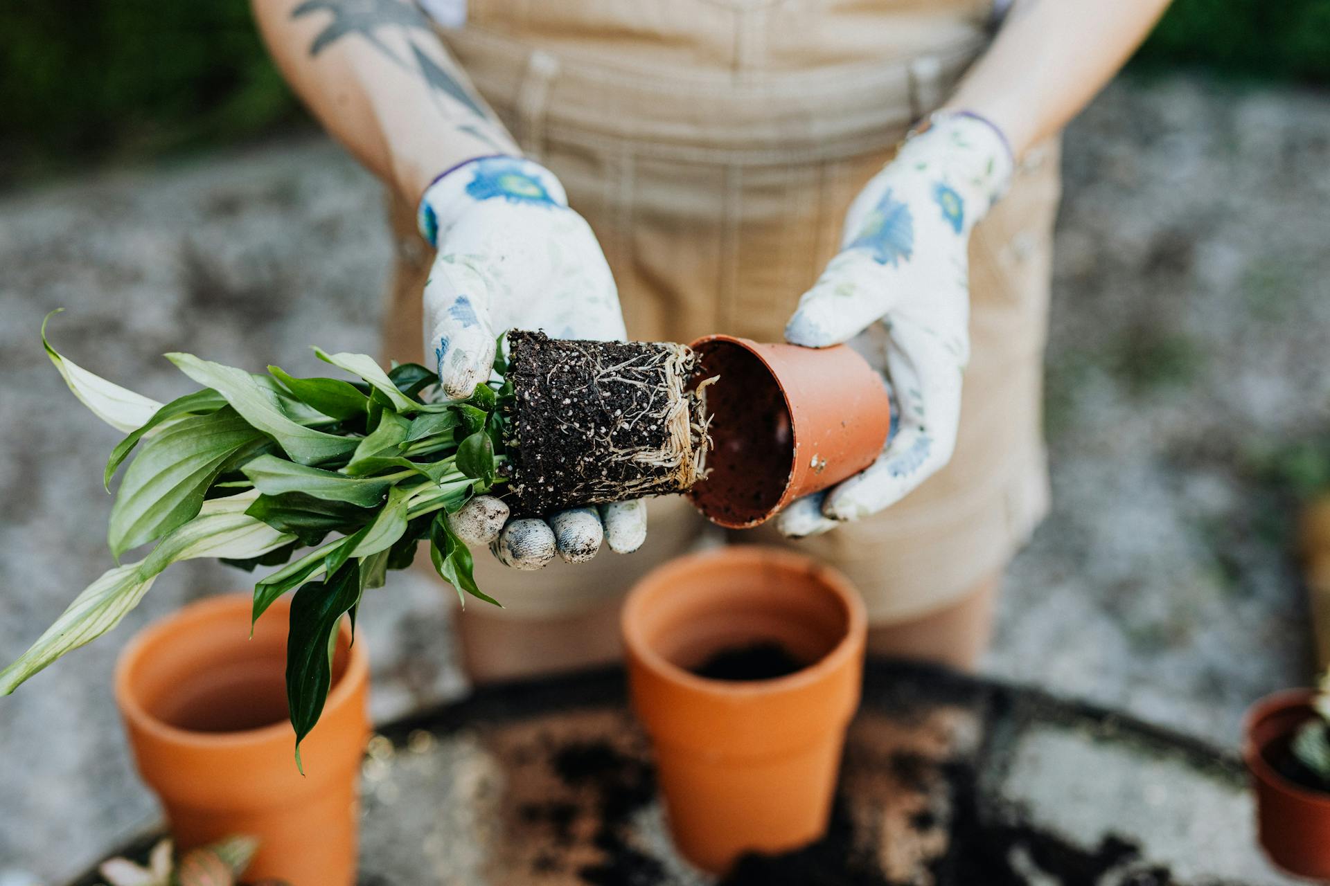 Person Wearing Gloves Holding a Plant and a Pot<br />